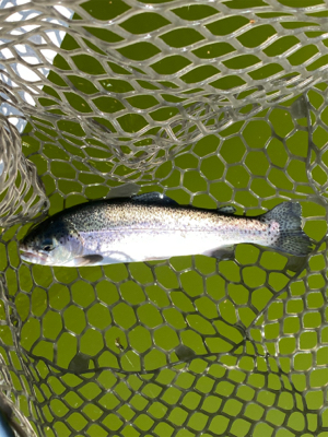 エリアトラウト