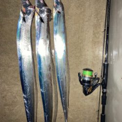 仕事終わりにワインドで良型連発！！