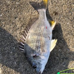 今日は西宮浜でエビ巻きしました。