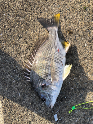 今日は西宮浜でエビ巻きしました。
