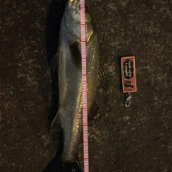 やっと出会えた1本