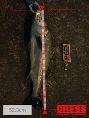 やっと出会えた1本