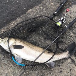 ランカーシーバス