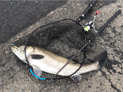 ランカーシーバス