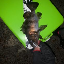 大潮はアジ・メバル渋い?