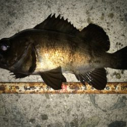 2021ライトゲーム第8戦