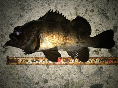 2021ライトゲーム第8戦