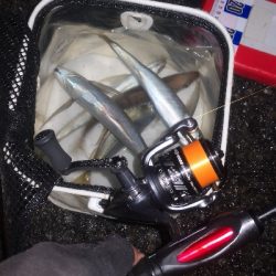 アジング練習 262 南港ジャンボ 尺アジ ABUリアルフィネス69 スローテーパーロッド