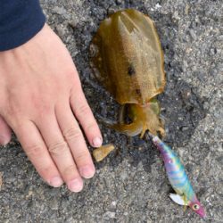 壱岐島遠征 初アオリイカ!