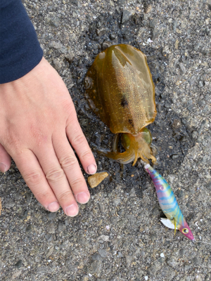 壱岐島遠征 初アオリイカ!