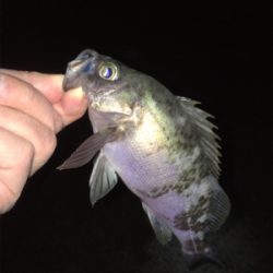 メバル好調です