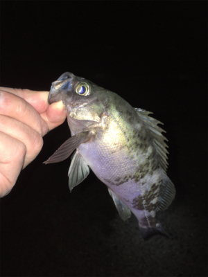 メバル好調です