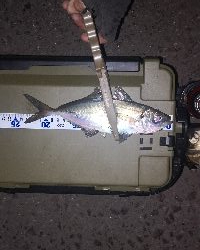 アジング練習　263　INXドラゴンクローラー