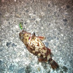 メバルプラッギング