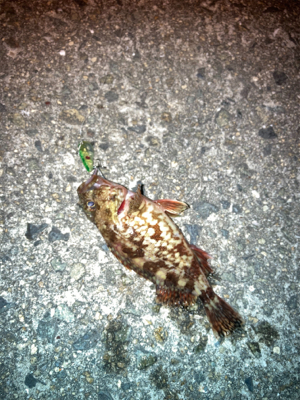 メバルプラッギング