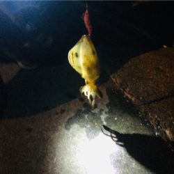 初めまして！アオリイカさん