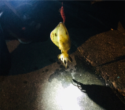 初めまして！アオリイカさん