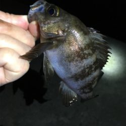 春爆メバリング