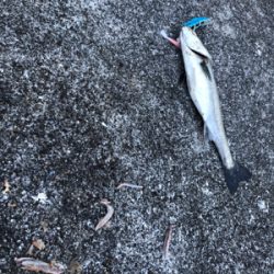 シーバス好調！