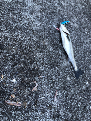 シーバス好調！