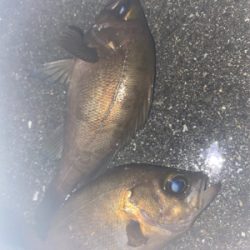 フロートメバリング