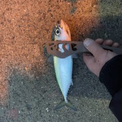 ゲキシブアジング&鯖ゲー