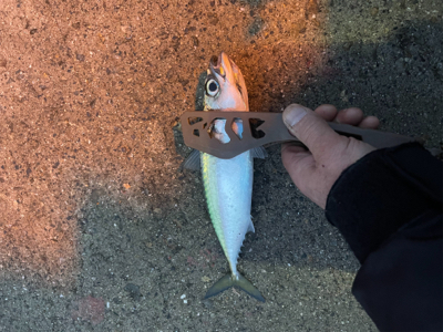 ゲキシブアジング&鯖ゲー