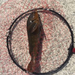 ひさびさの大物