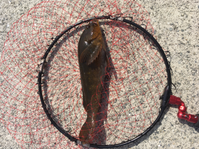 ひさびさの大物