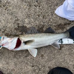 座布団頂きましたpart2