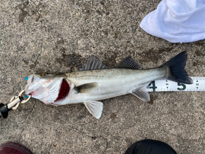 座布団頂きましたpart2