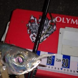 アジング練習 264