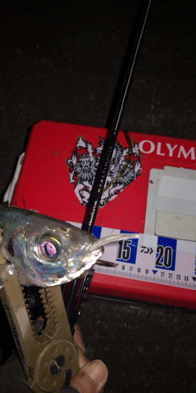 アジング練習 264