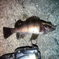 虫ヘッドでメバル