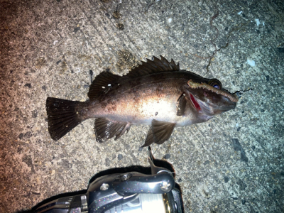 虫ヘッドでメバル