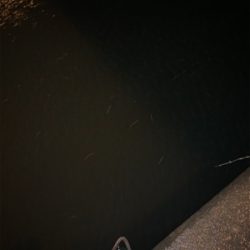 戸田橋 バチ食いシーバス