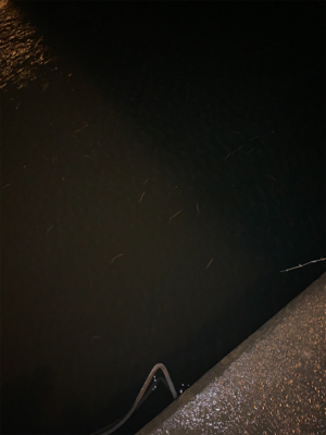 戸田橋 バチ食いシーバス