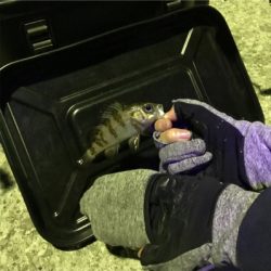 初めてのアジング