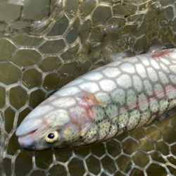 エリアトラウト