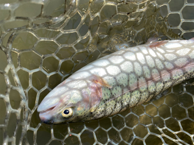 エリアトラウト