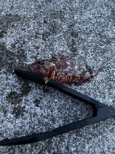 沖堤防で通し釣り