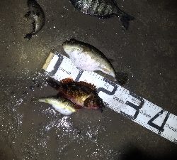 3/7釣果チヌグレガシラメバル