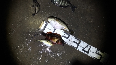 3/7釣果チヌグレガシラメバル