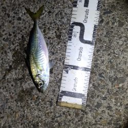 3/11釣果ヒラスズキ64センチ！デカアジ大漁！