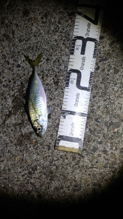 3/11釣果ヒラスズキ64センチ！デカアジ大漁！