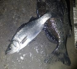 3/14釣果チヌグレヒラセイゴ!