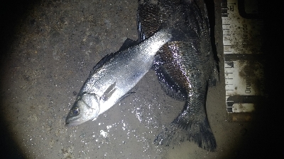 3/14釣果チヌグレヒラセイゴ!