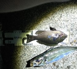 3/20釣果デカアジ35センチ！