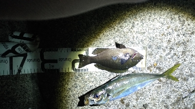 3/20釣果デカアジ35センチ！