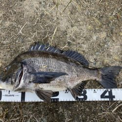 イチノ兄弟、釣果！